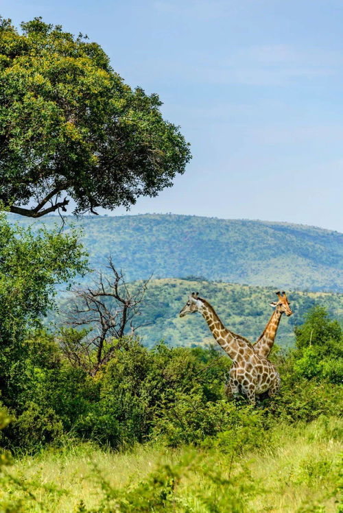 美顏軟件會(huì)讓人越來越美嗎